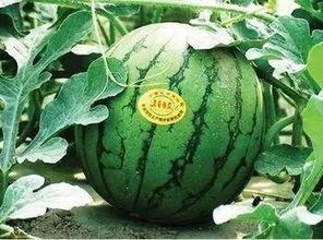 吃瓜网绿,带你走进神秘的网络世界