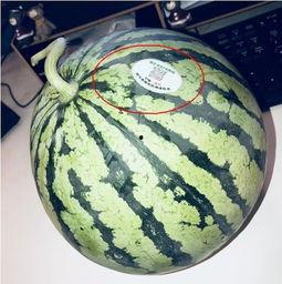 网红吃瓜视频在哪里看