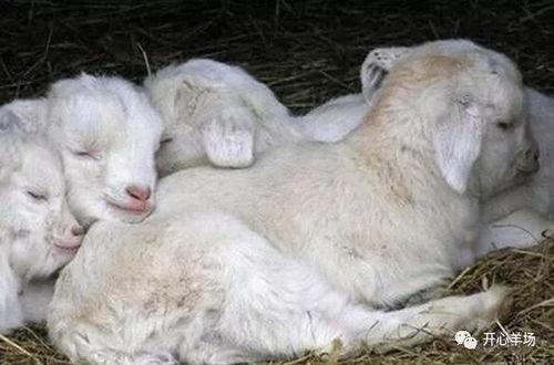 网红吃瓜小羊晴天,揭秘娱乐圈吃瓜背后的故事