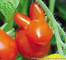 枣和网瓜可以一起吃吗,枣与网瓜同食的注意事项与搭配建议