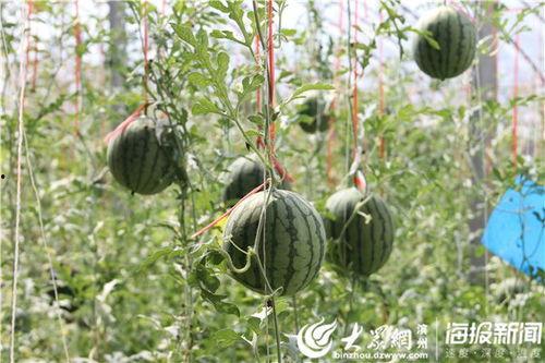 富县网红吃瓜事件视频最新