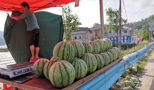 安溪网红吃瓜事件视频,一场网络热议的瓜田奇谈