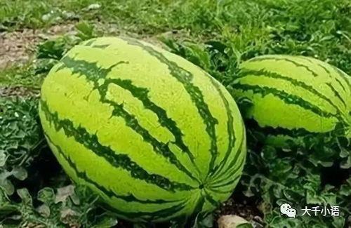 程女士吃瓜网每日大赛,每日大赛精彩回顾，揭秘幕后故事