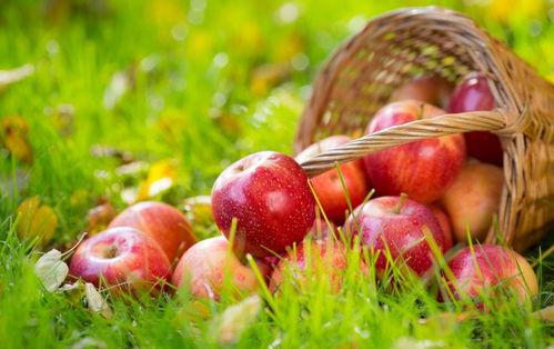 51吃瓜官网地址苹果