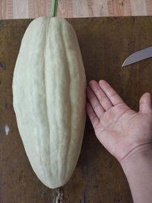 吃瓜网有病毒吗安全吗,揭秘病毒风险，安全使用指南