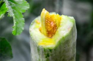 沂水吃瓜网红,揭秘乡村网络红人的崛起之路