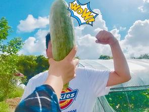 吃瓜知名 网红是谁,吃瓜群众热议的知名网红是谁？