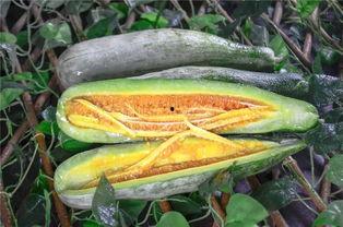 吃网红瓜的平台,各大平台瓜田里的新鲜事