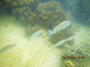 一线吃瓜海底见月网盘txt